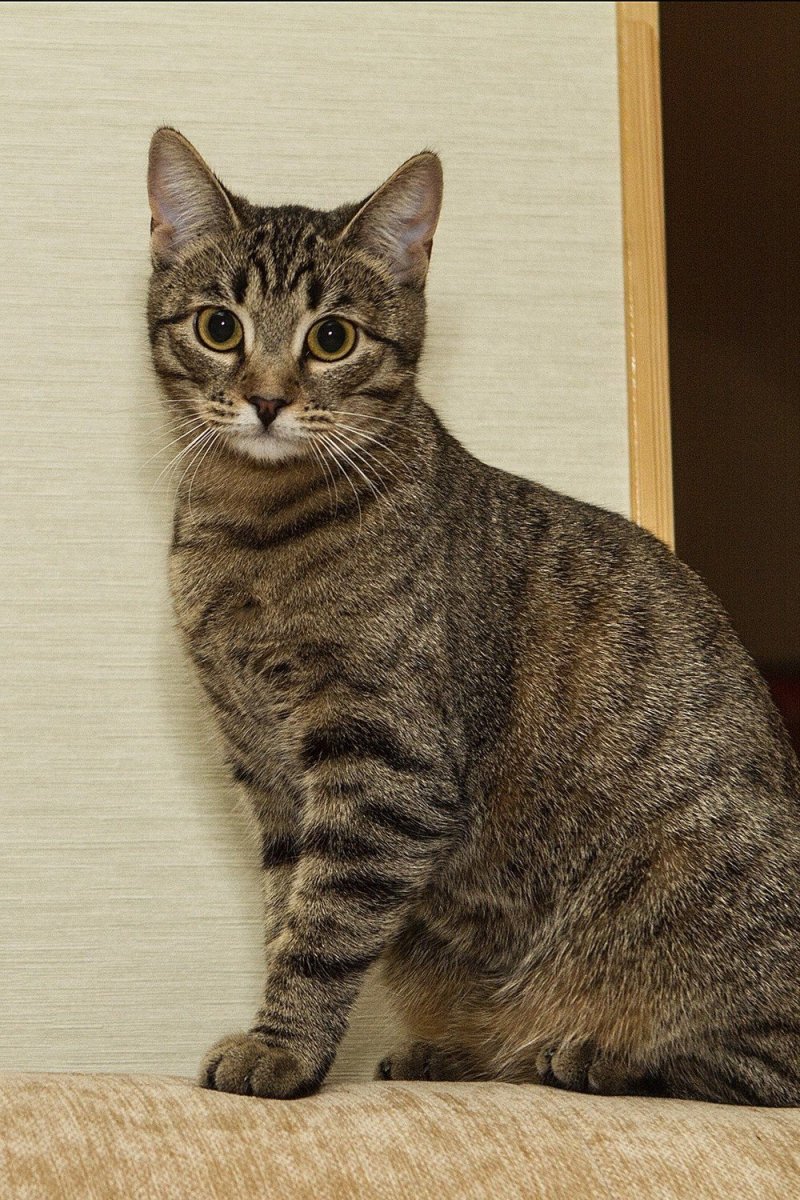 Европейская короткошерстная (Кельтская)