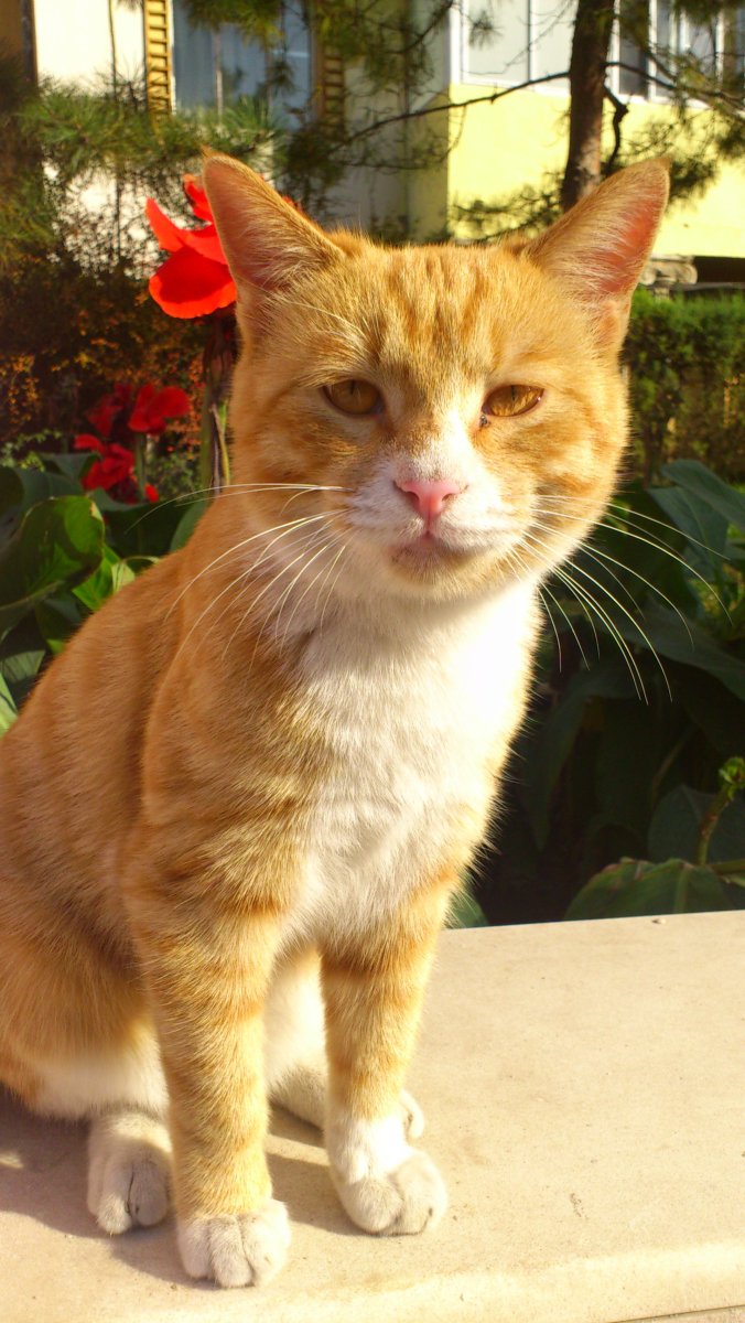 Кот Европейский короткошерстный Крысолов