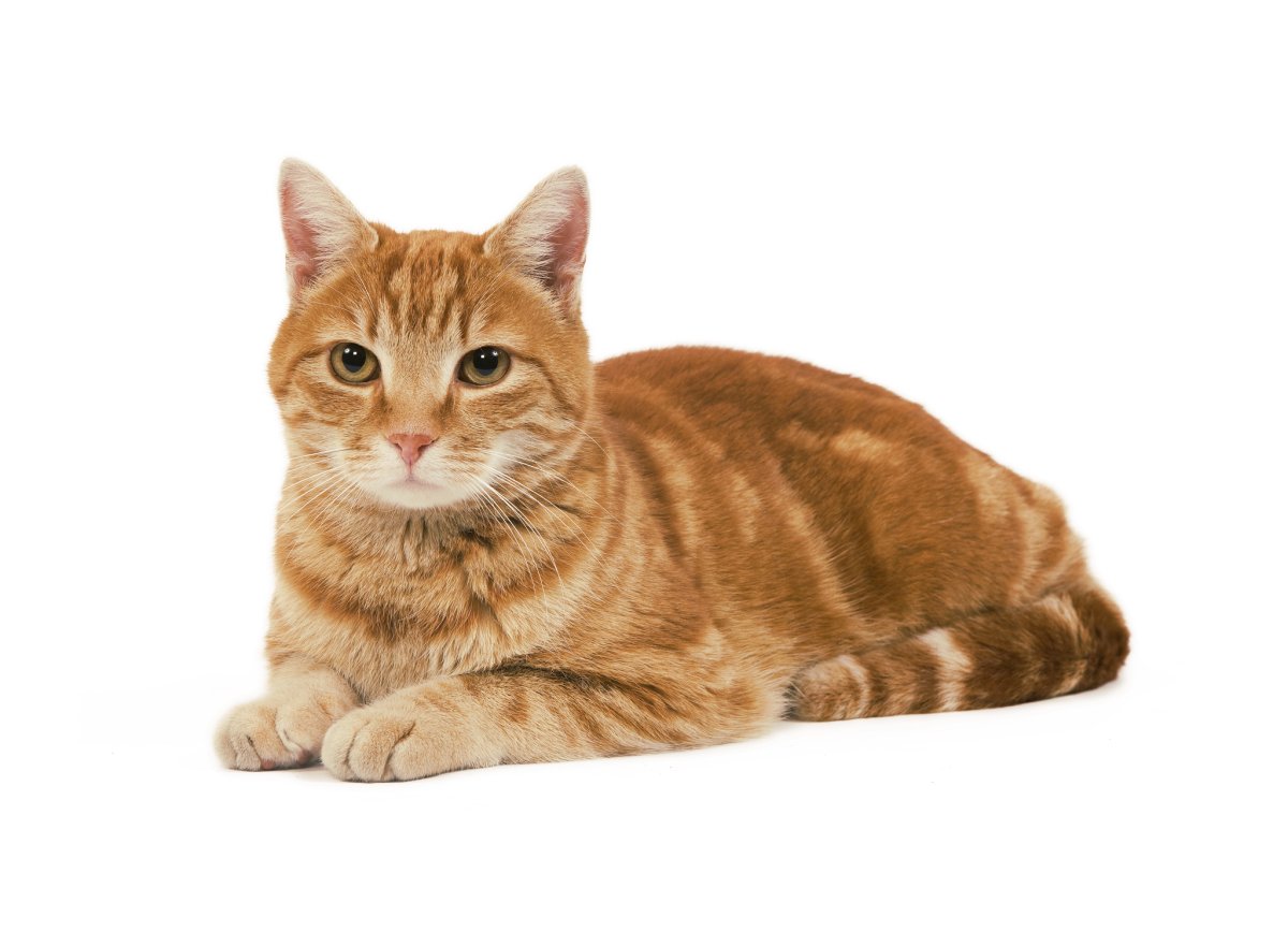 Европейская короткошерстная кошка рыжая