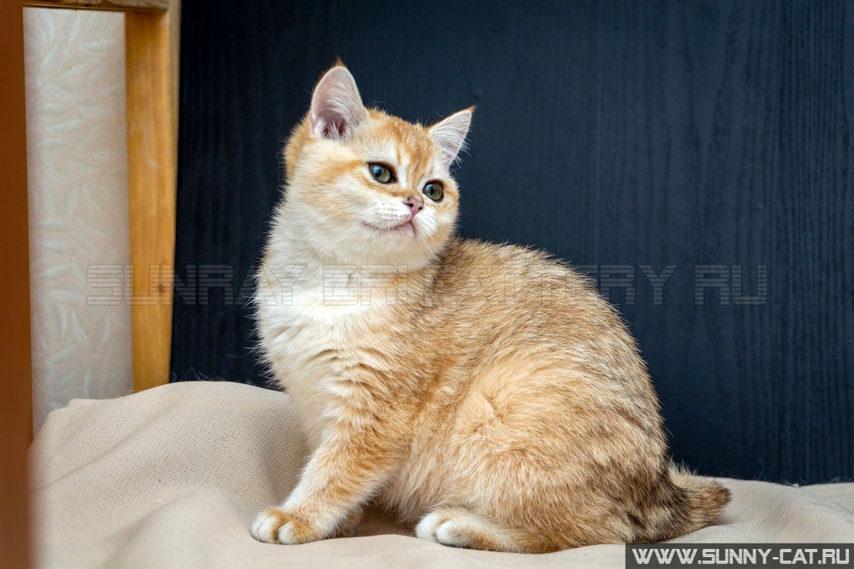 Британская короткошёрстная Золотая