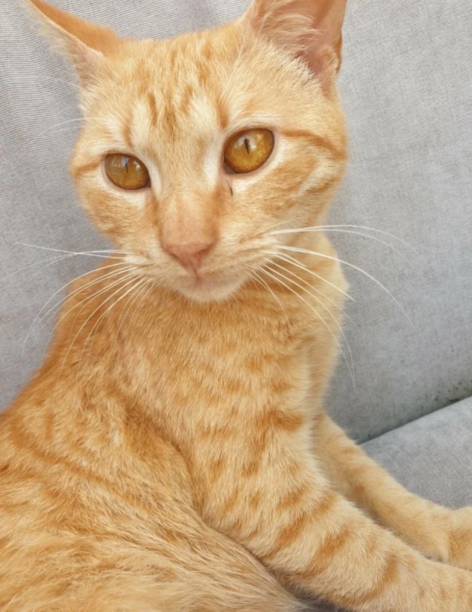 Бразильская короткошерстная кошка рыжая