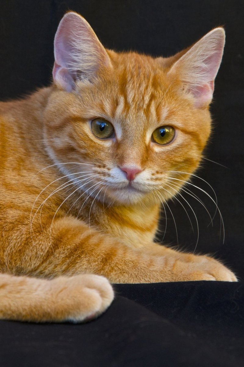 Бразильская короткошерстная кошка рыжая