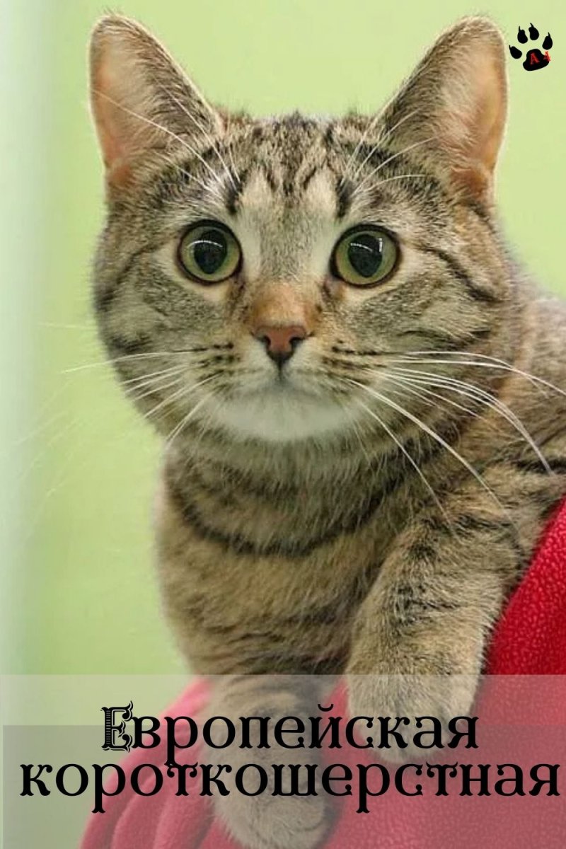 Европейская короткошерстная табби