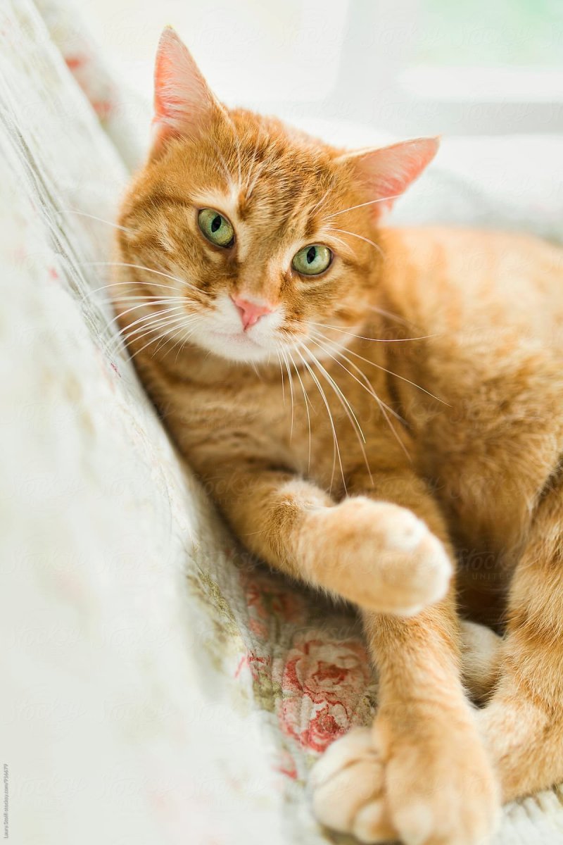 Европейская короткошерстная табби рыжий