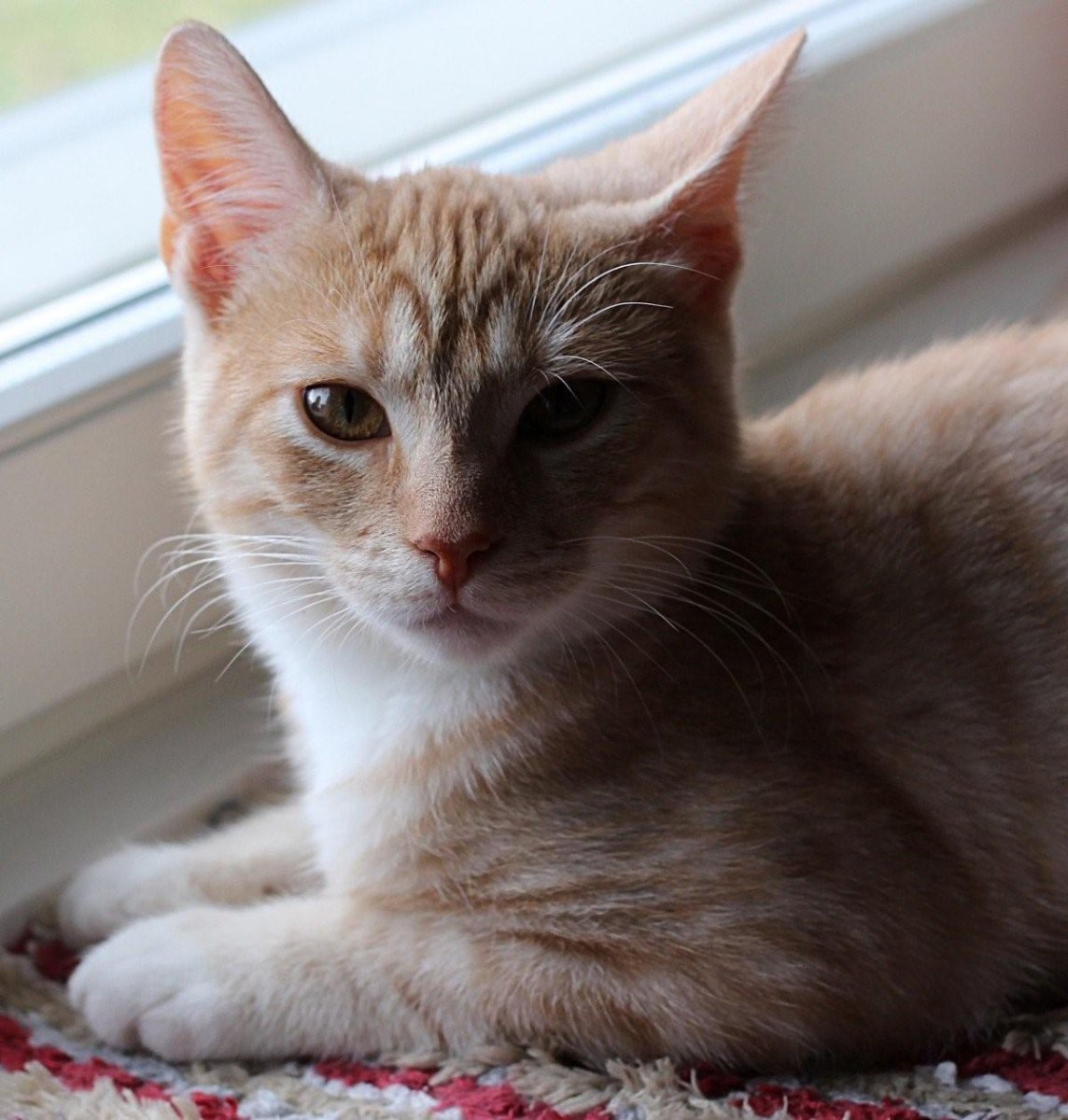 Европейская короткошерстная табби рыжий