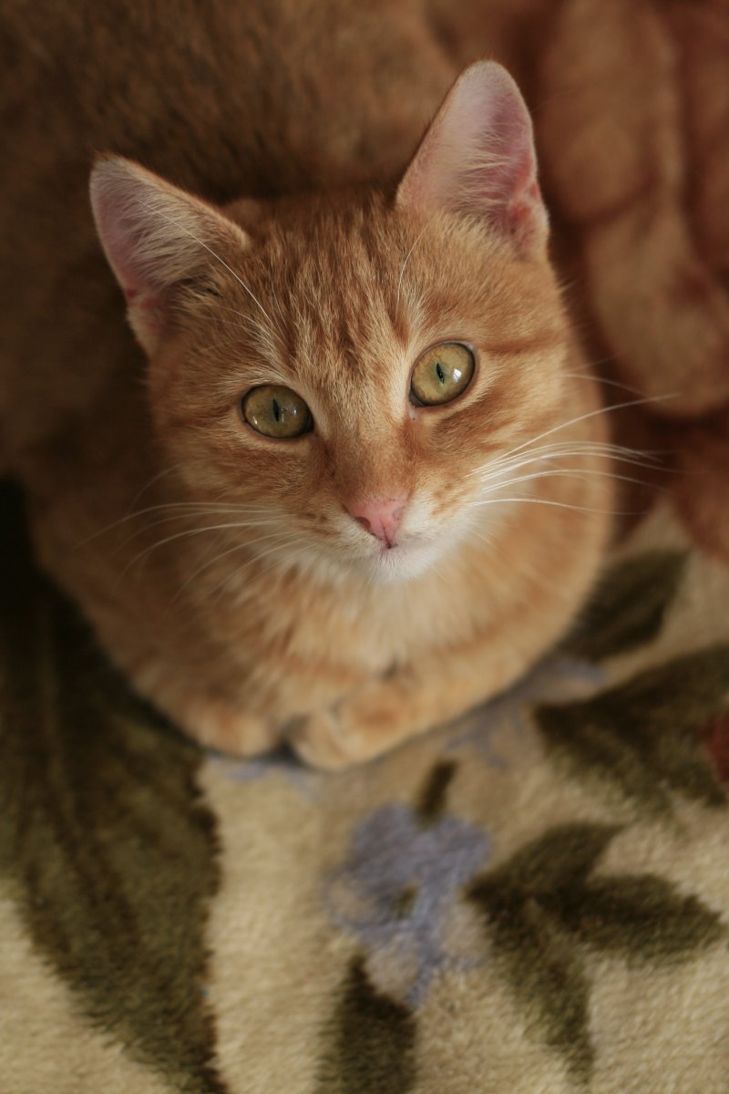 Европейский короткошерстный кот рыжий