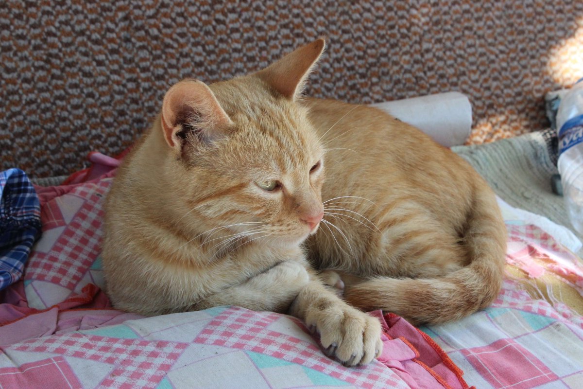 Европейская короткошерстная табби рыжий