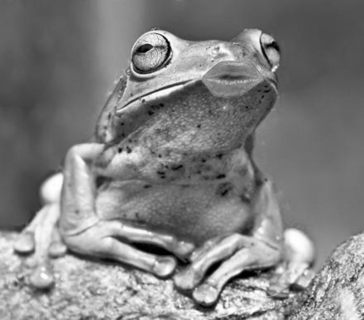 Смешная жаба