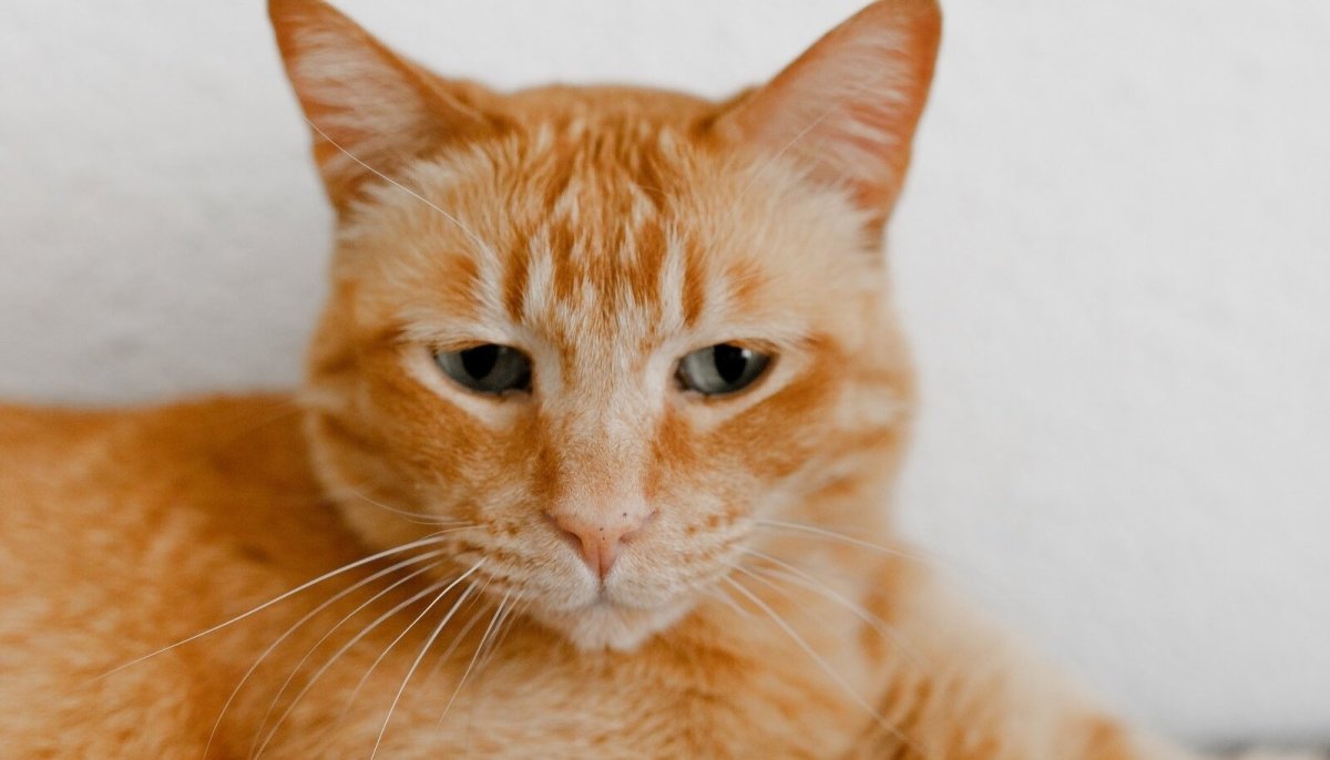 Рыжий кот порода
