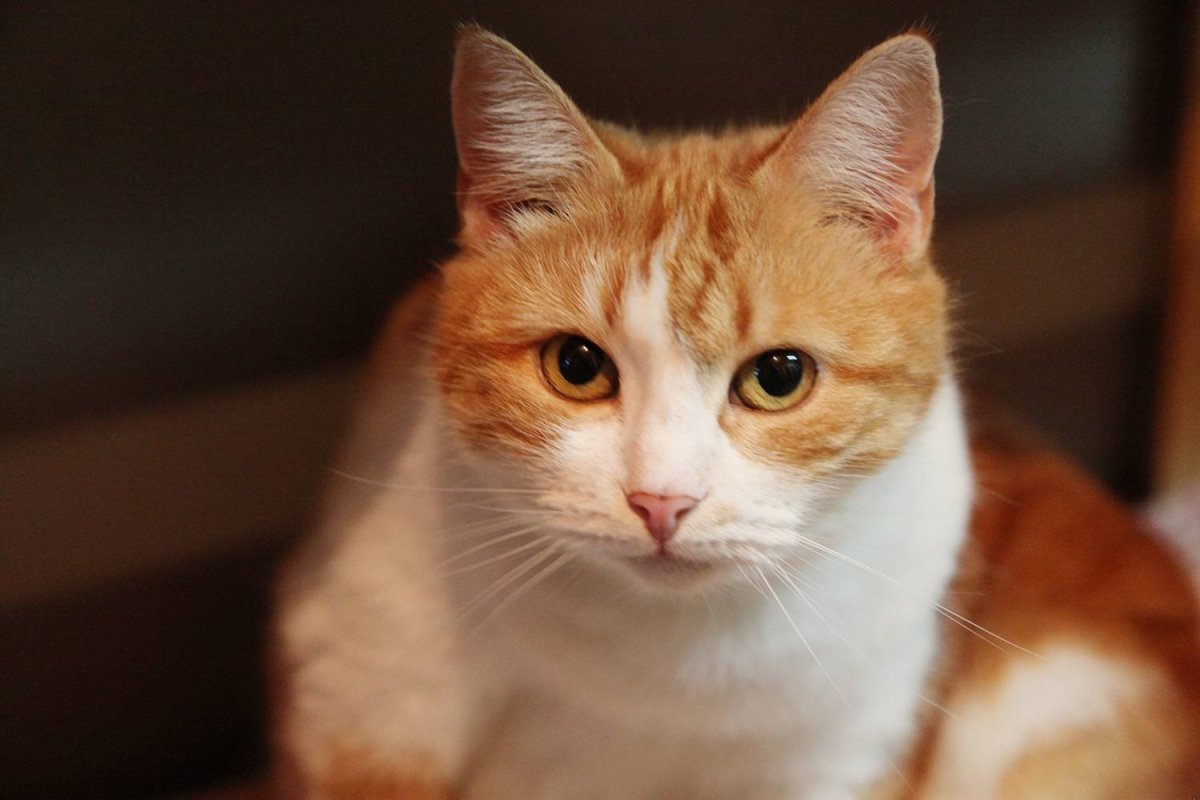 Сибирский гладкошерстный рыжий кот