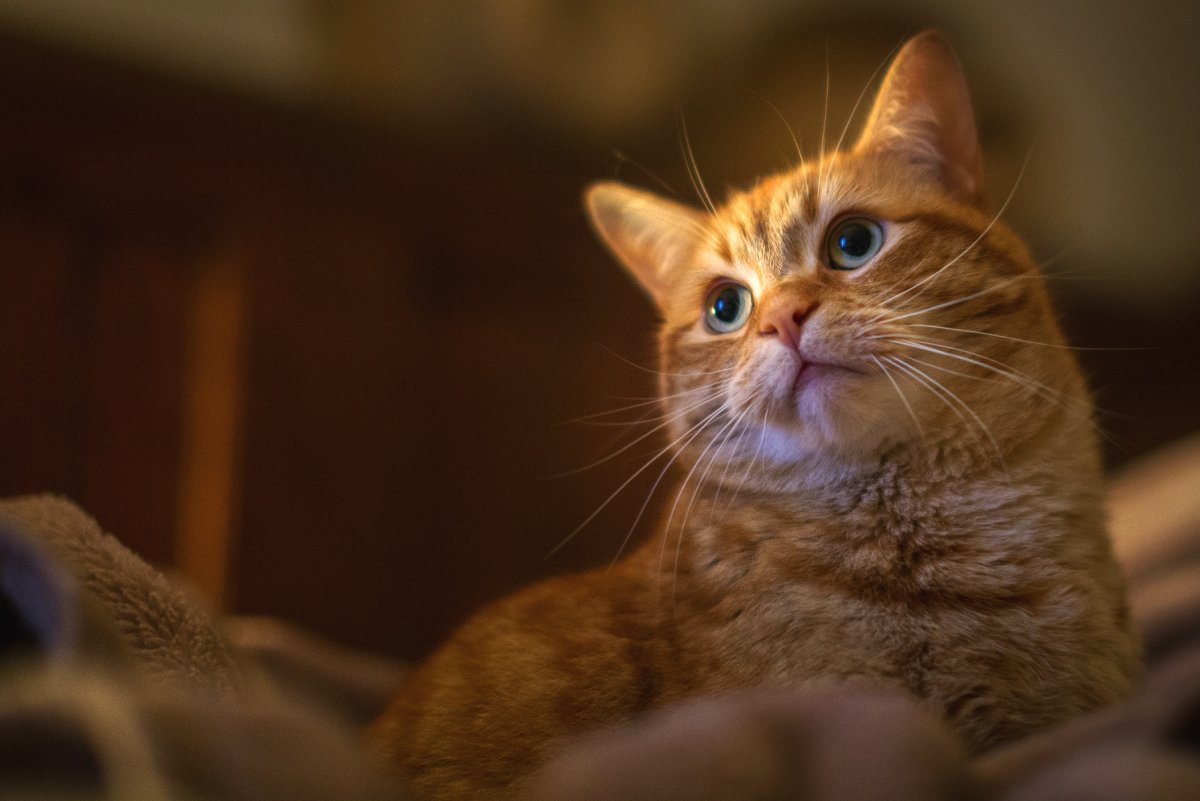 Сериал рыжий полосатый