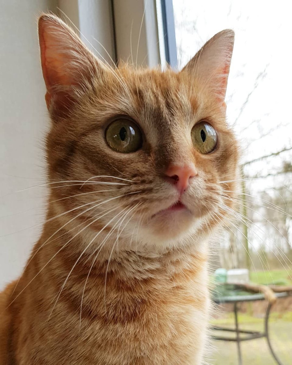 Европейская короткошерстная кошка персиковая