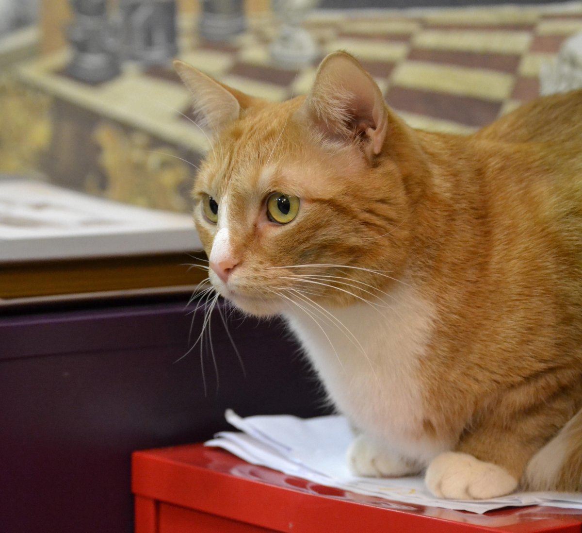 Европейская короткошерстная табби рыжий