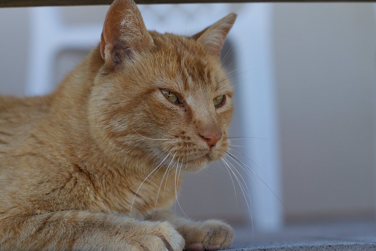 Европейская короткошерстная кошка рыжая