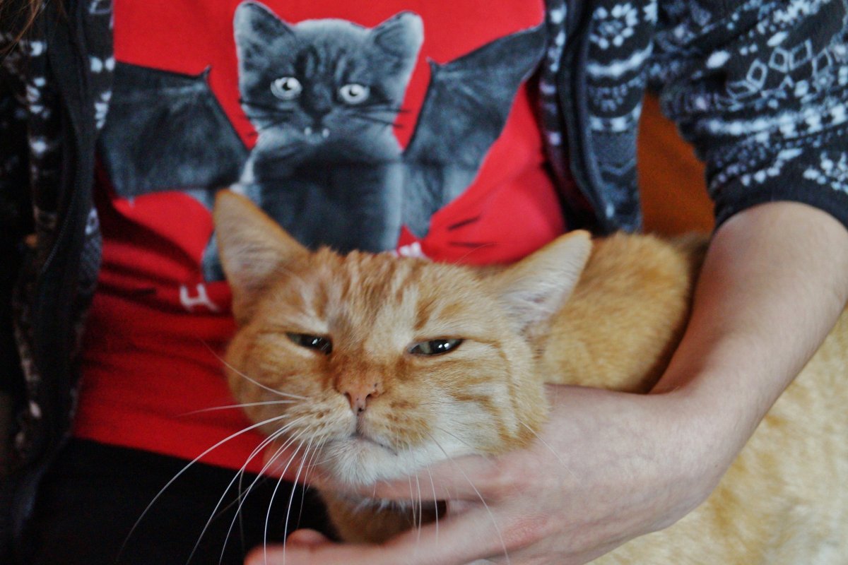 Кошка Сплетница