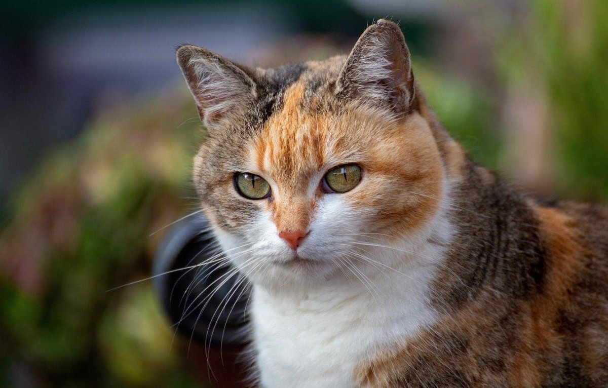 Охос азулес кошка рыжий