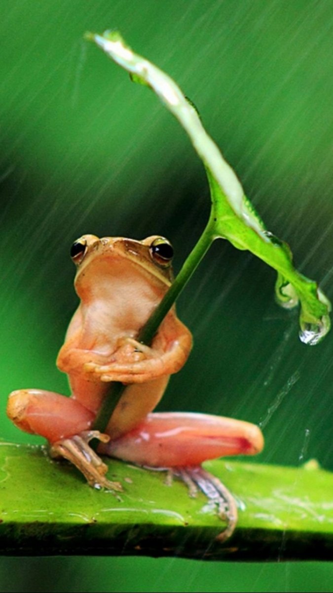 Китайская лягушка