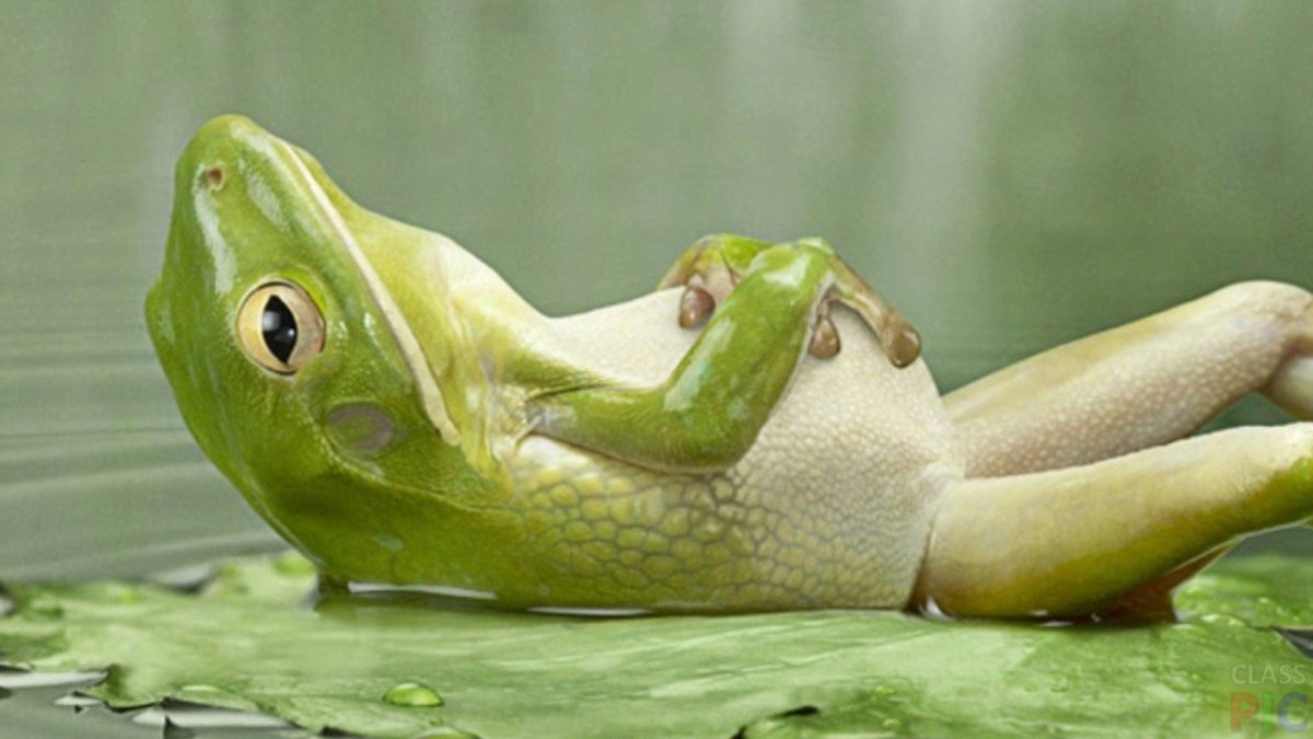 Смешные лягушки