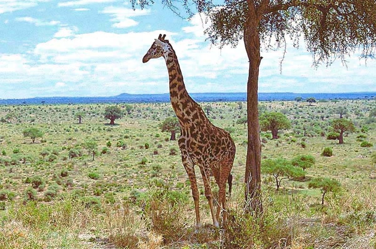 Животные редколесья