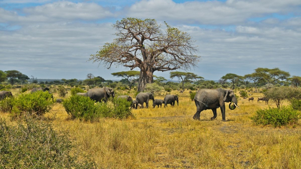 Саванны и редколесья Африки животные