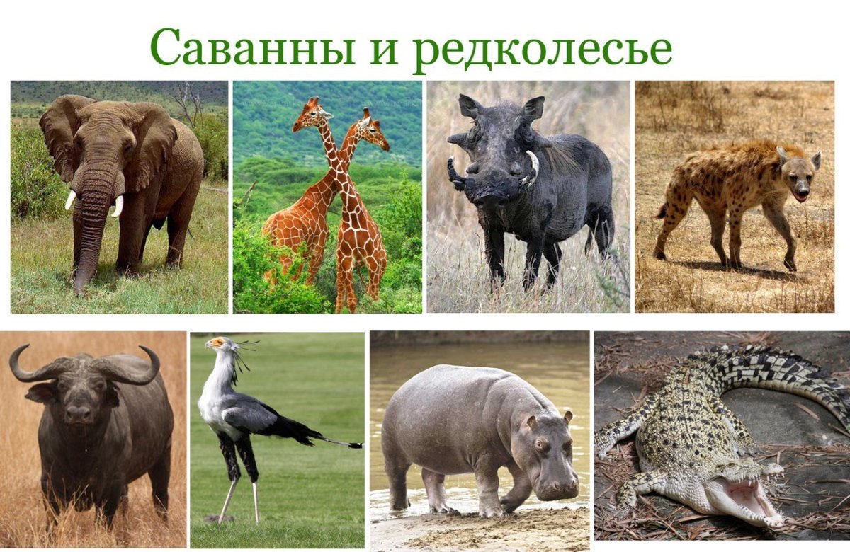 Животный мир саванны и редколесья