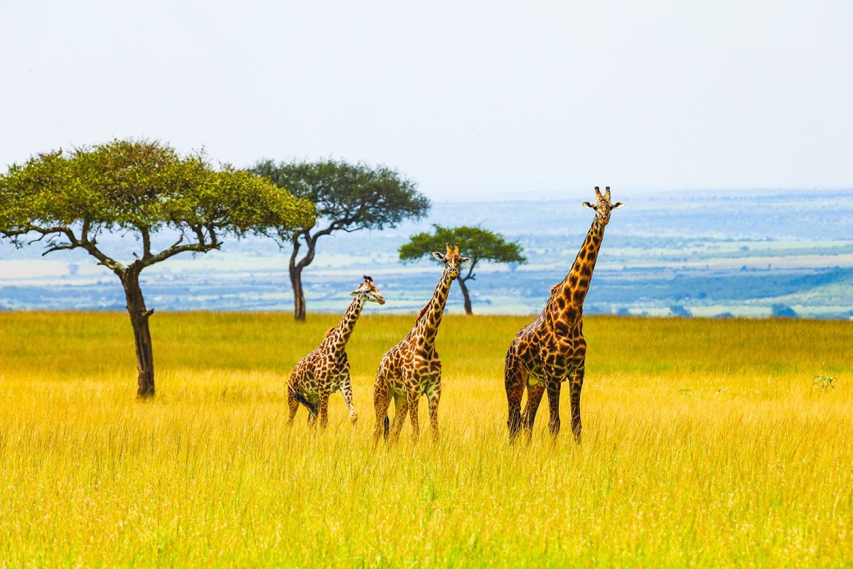 Кения Саванна