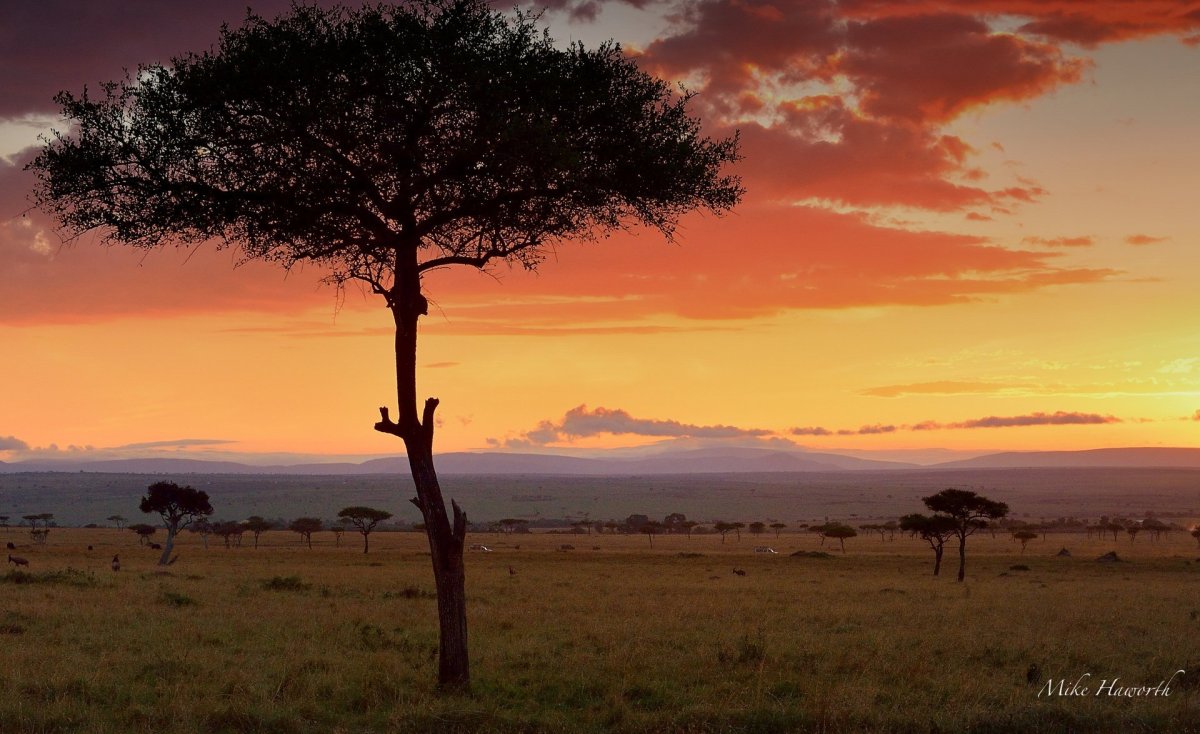 Животные саванны и редколесья