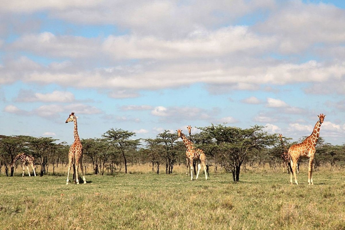 Редколесья Африки