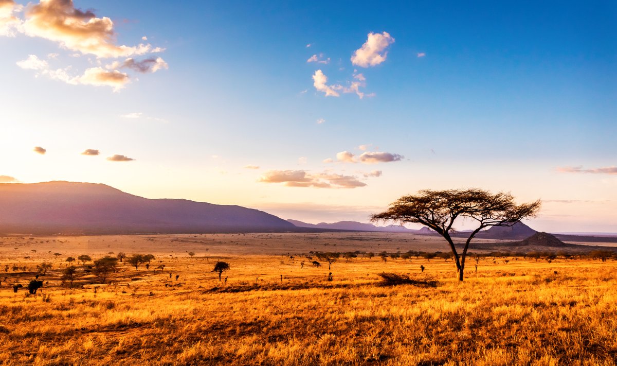 Саванна пейзаж