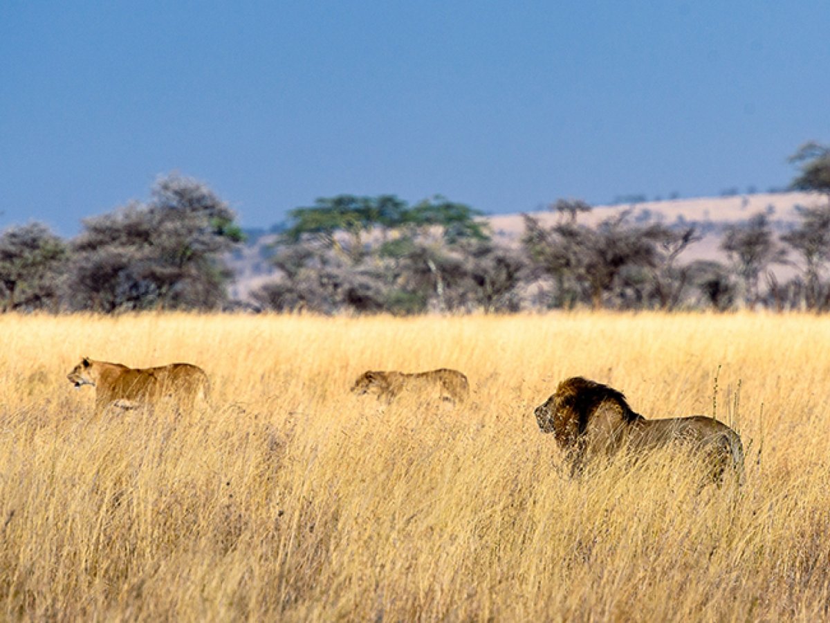 Серенгети сафари