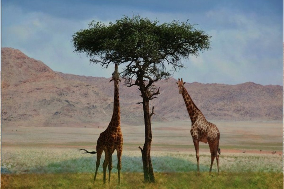 Красивые животные Саванна Африка