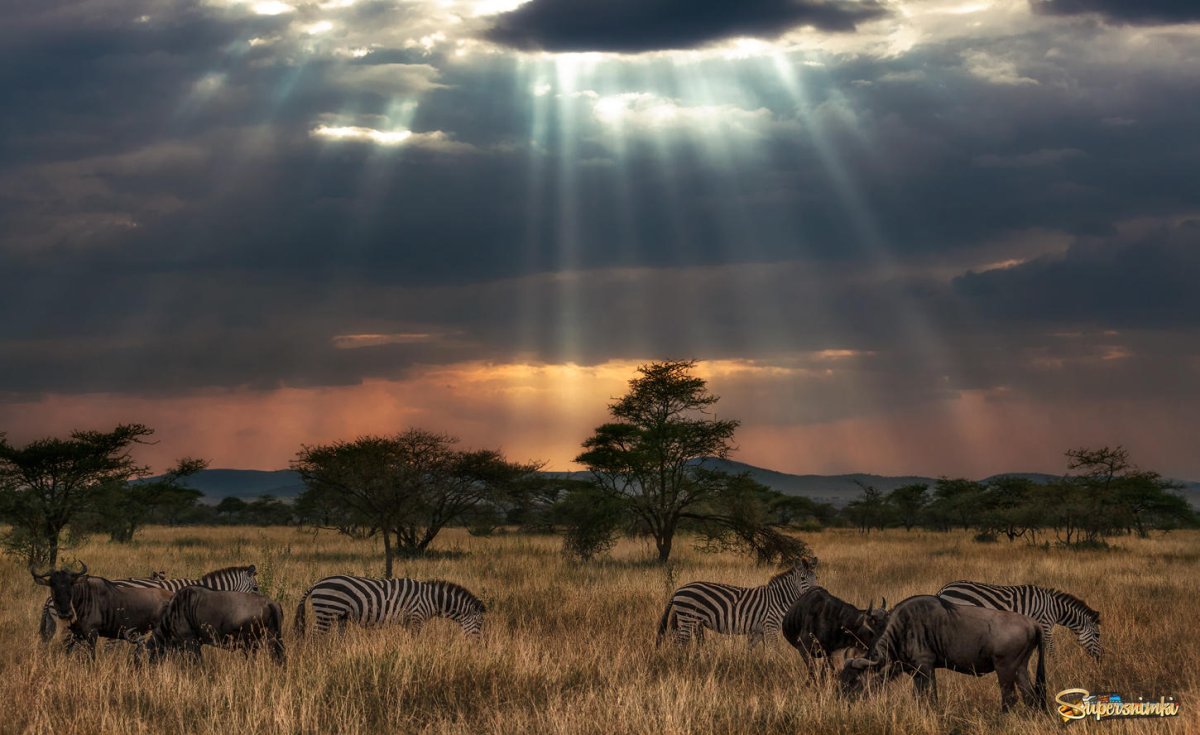 Саванны Танзании