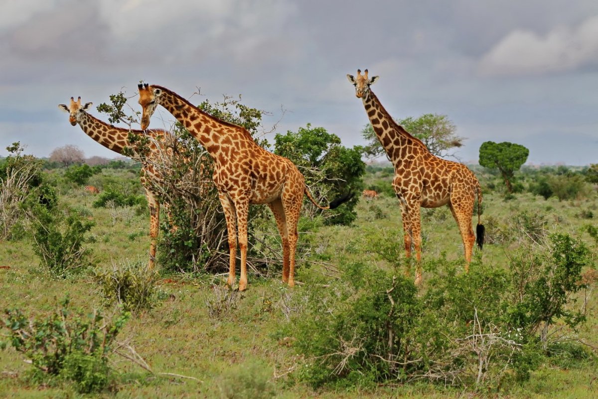 Саванны и редколесья Австралии