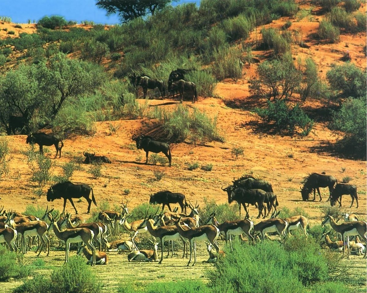 Зона саванн в Африке