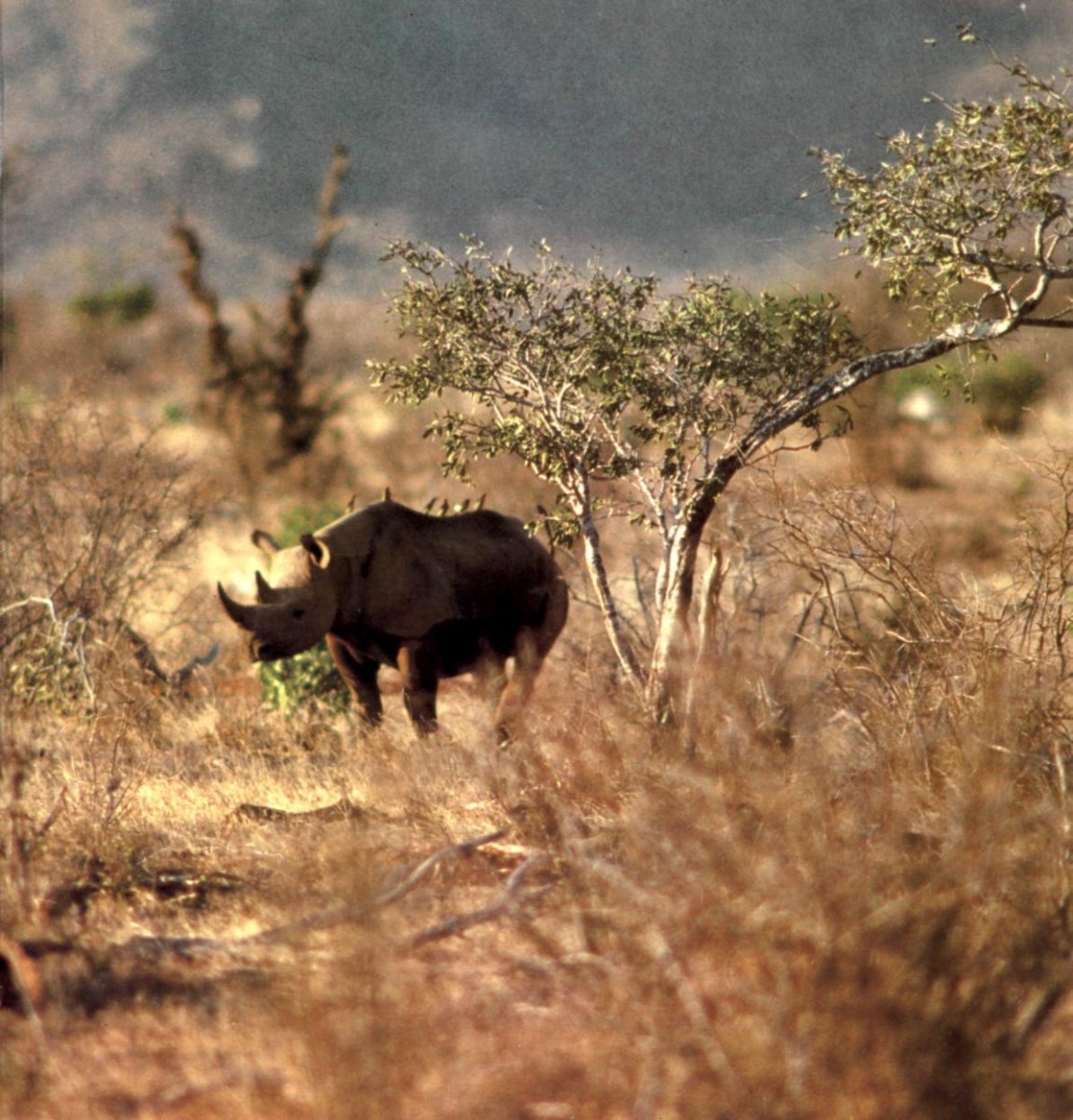 Африка Саванна дикий мир