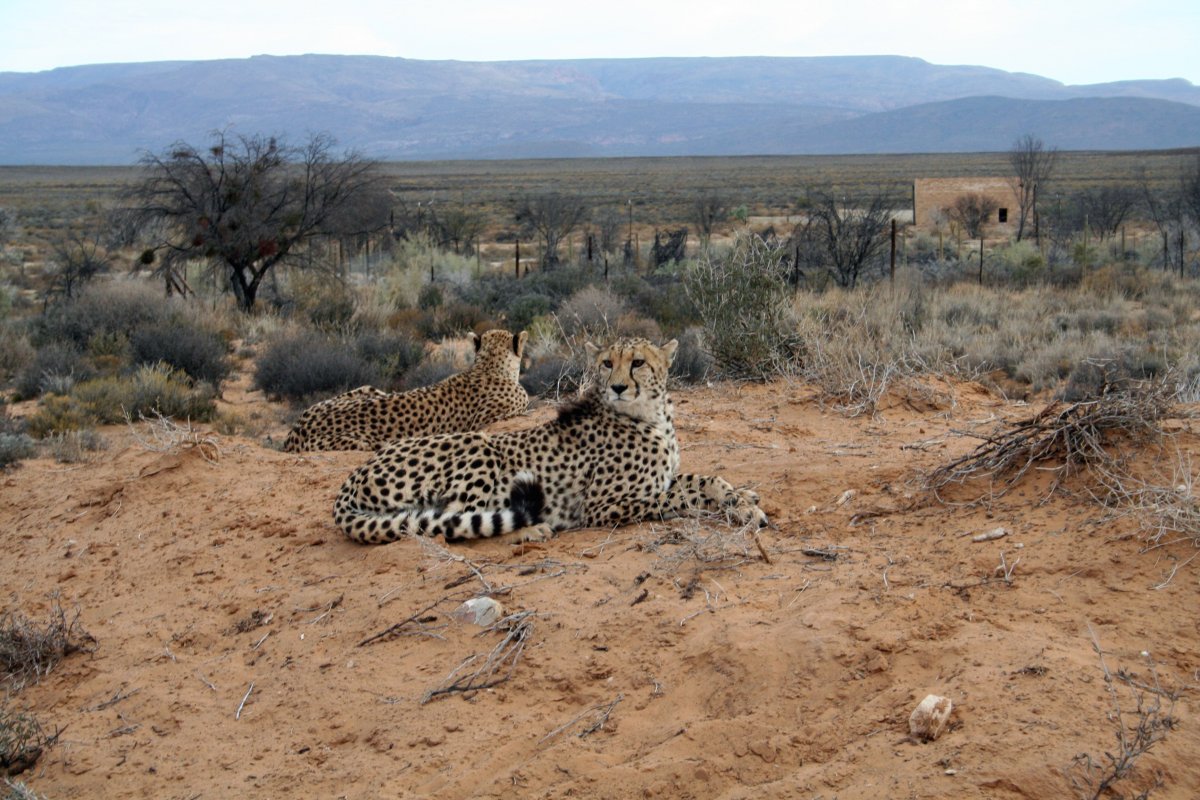 Животные редколесья