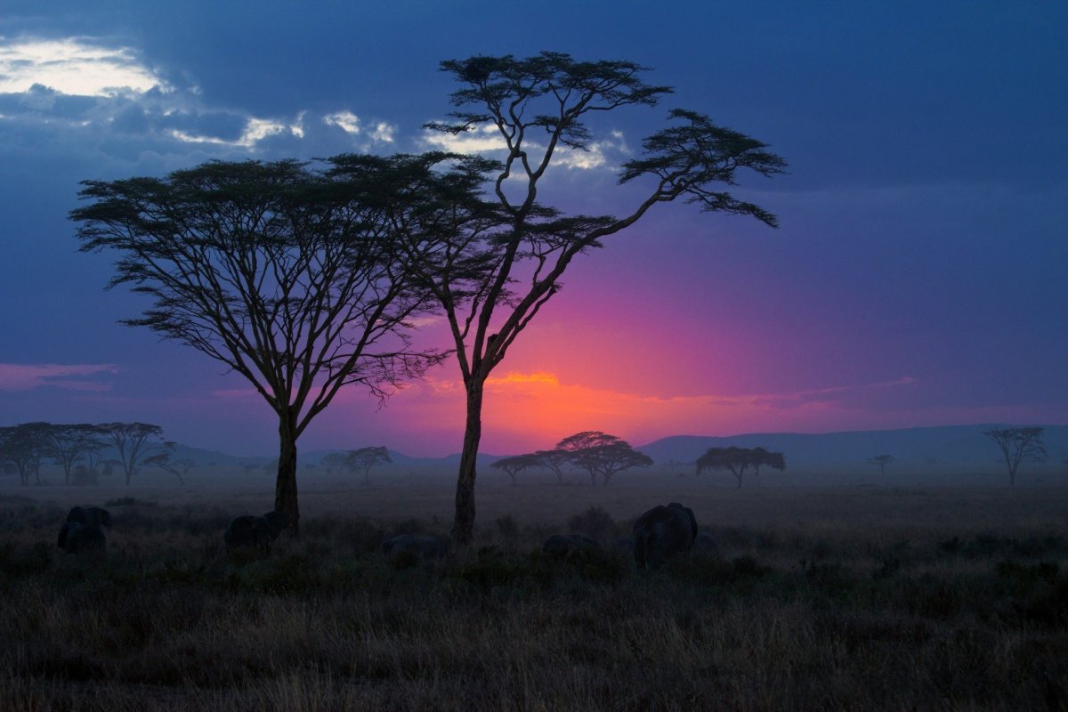 Саванны Танзании