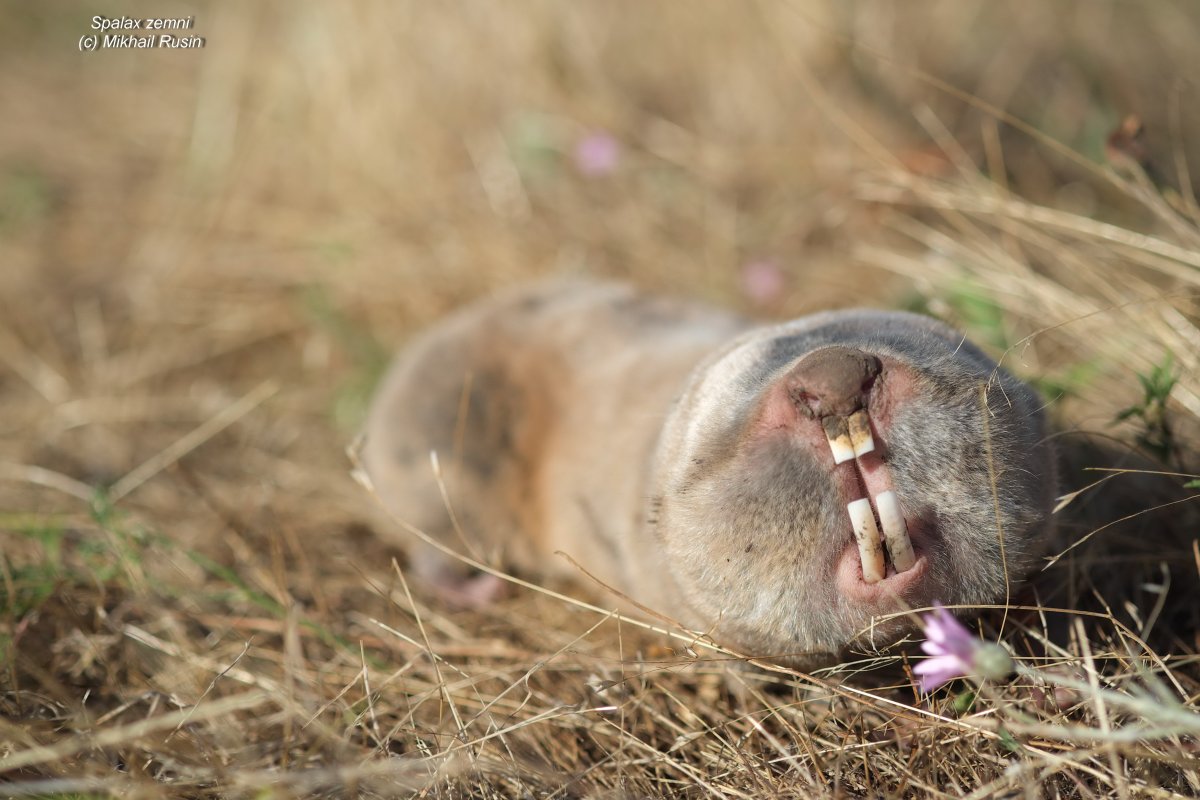 Королевский слепыш