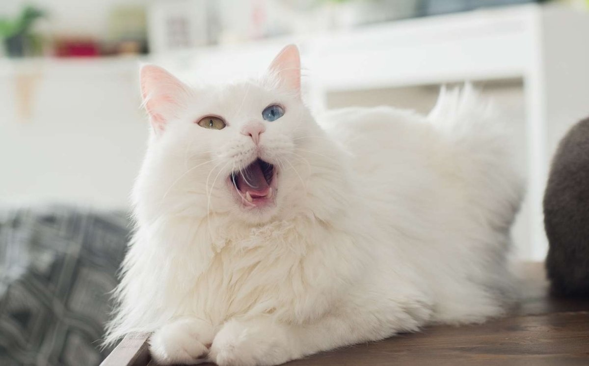 Турецкая ангорская кошка