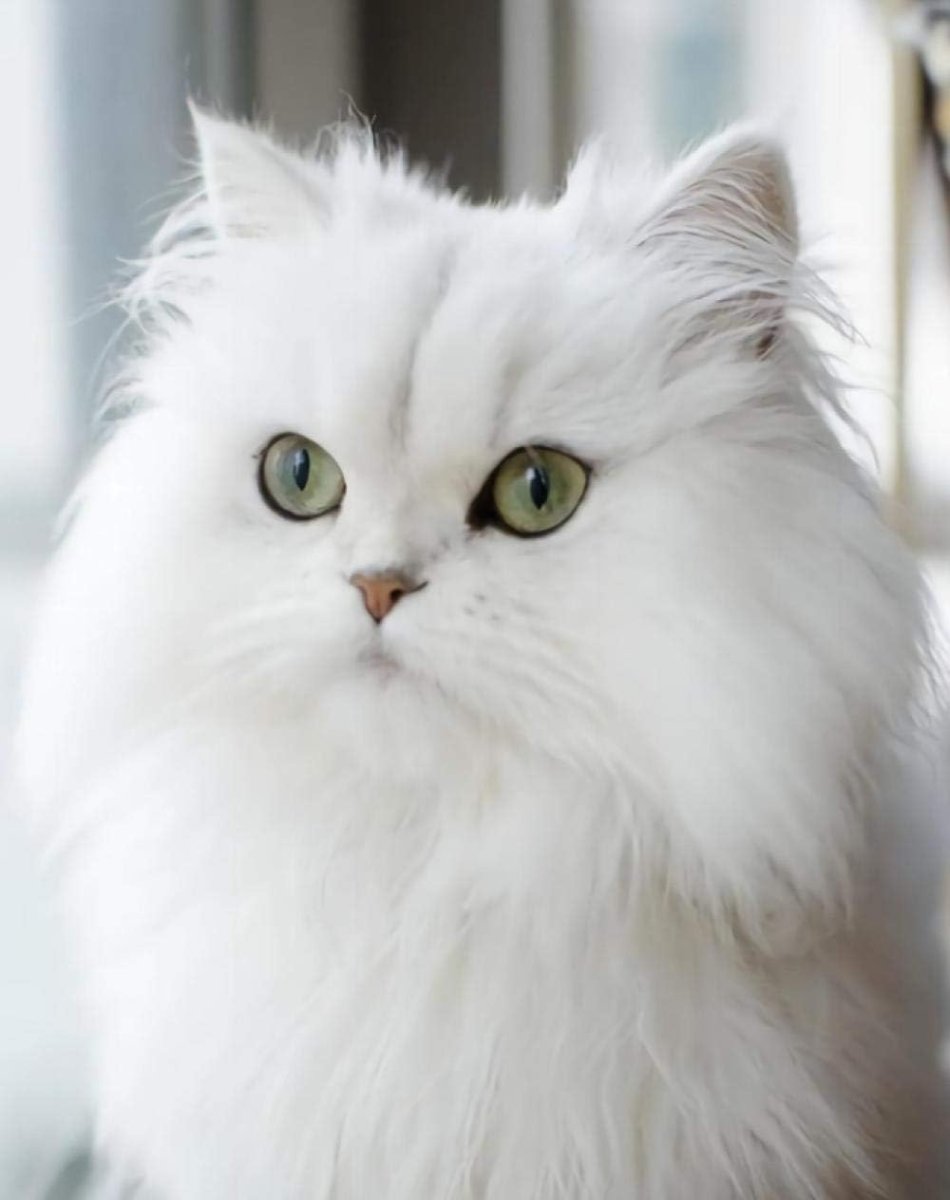 Белоснежная пушистая кошка