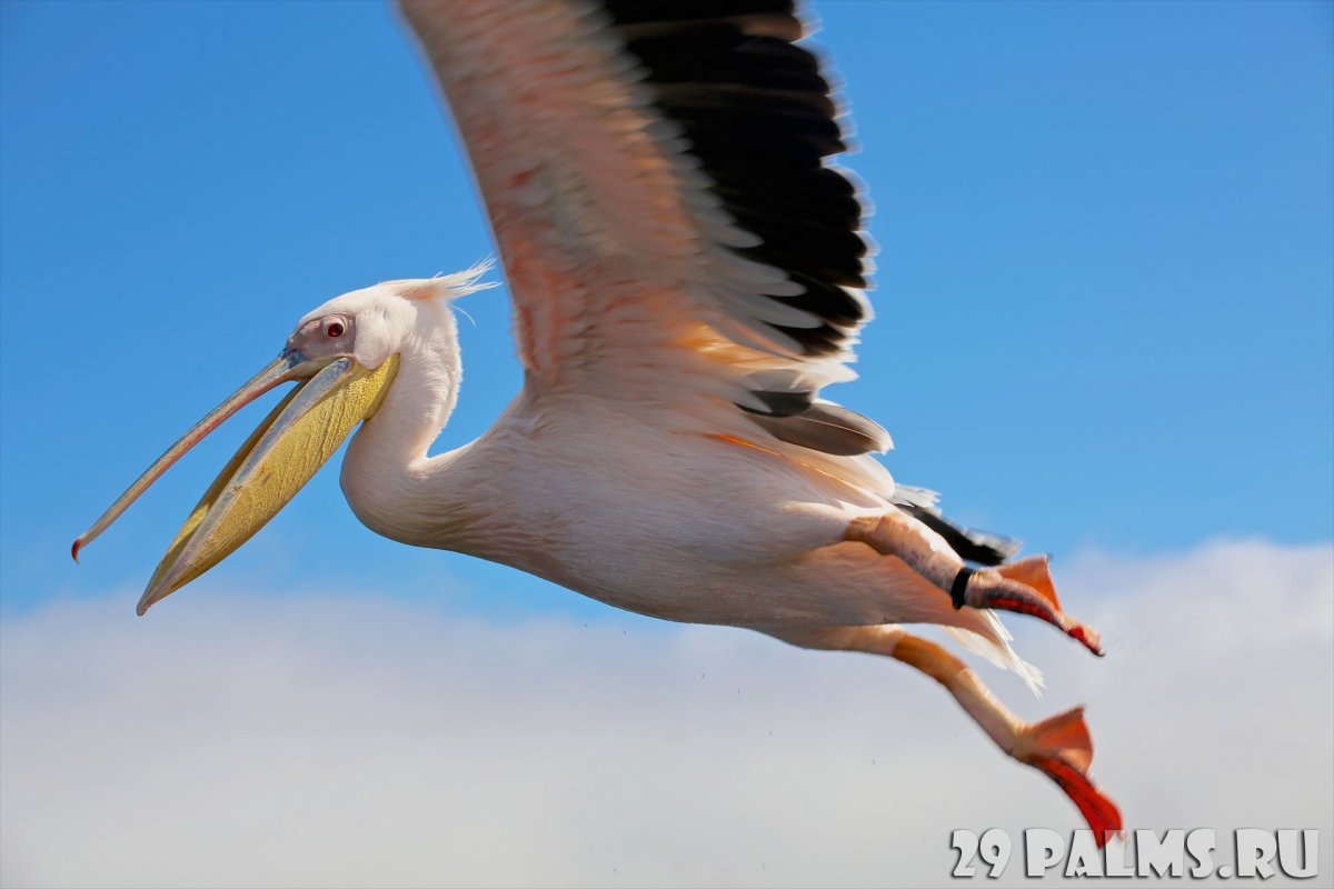 Пеликан в пустыне