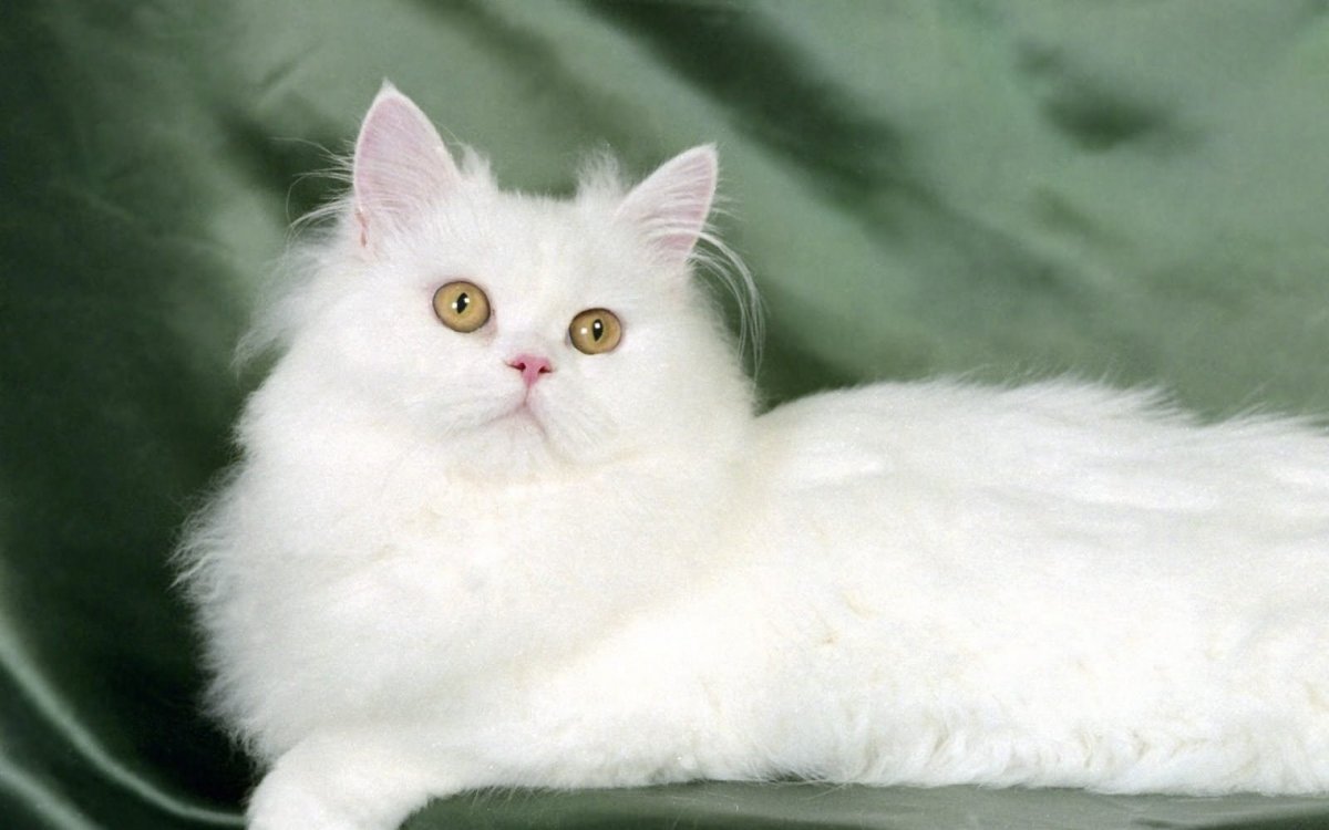 Белая пушистая кошка порода