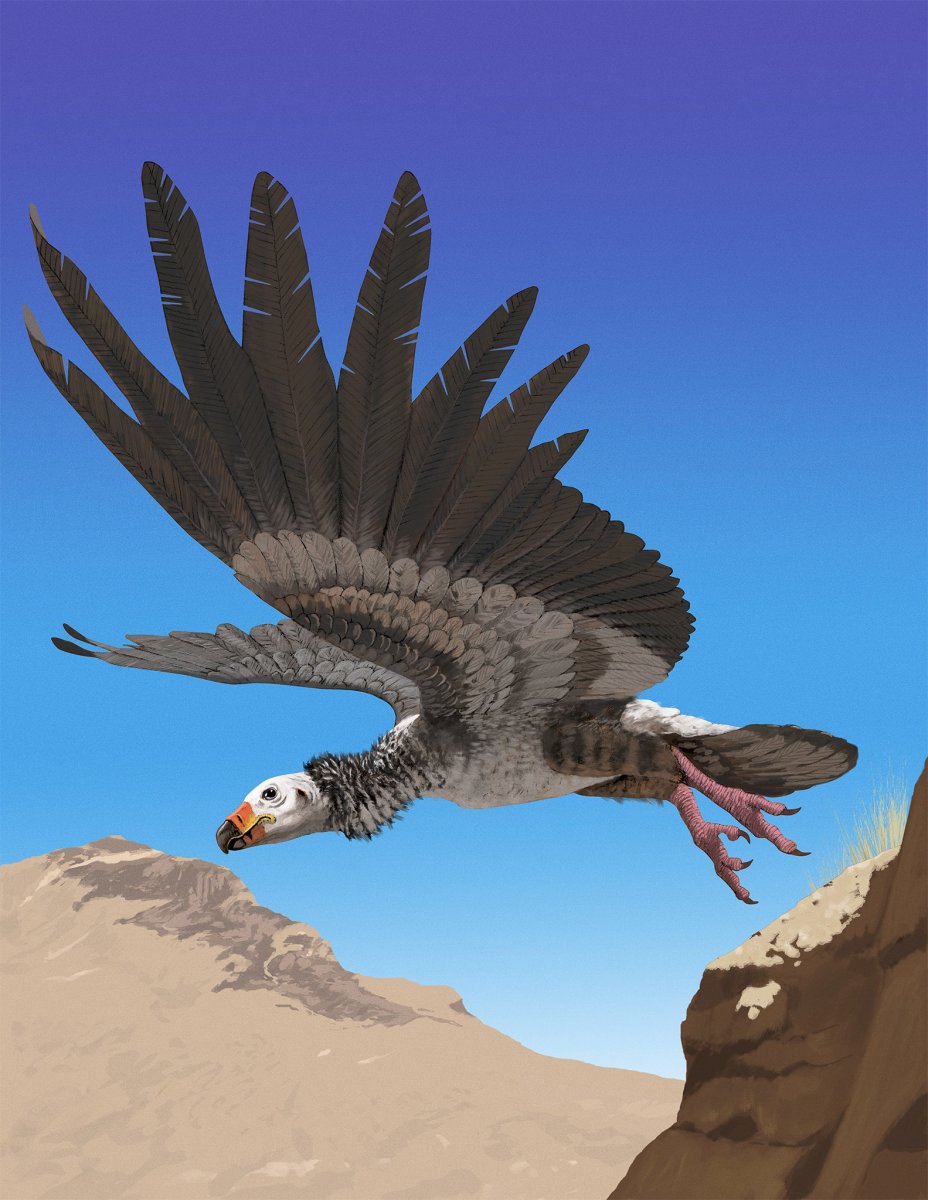 Аргентавис вымершие птицы