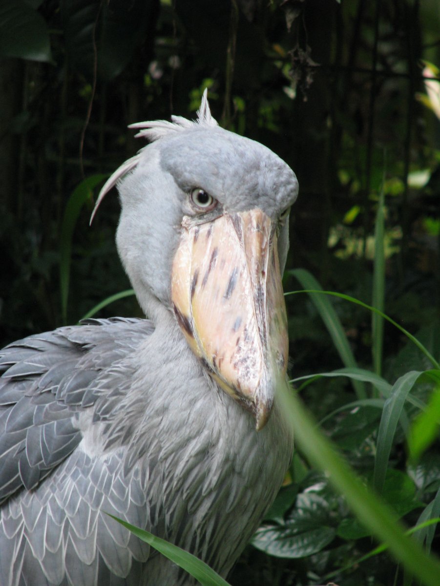 Shoebill Stork