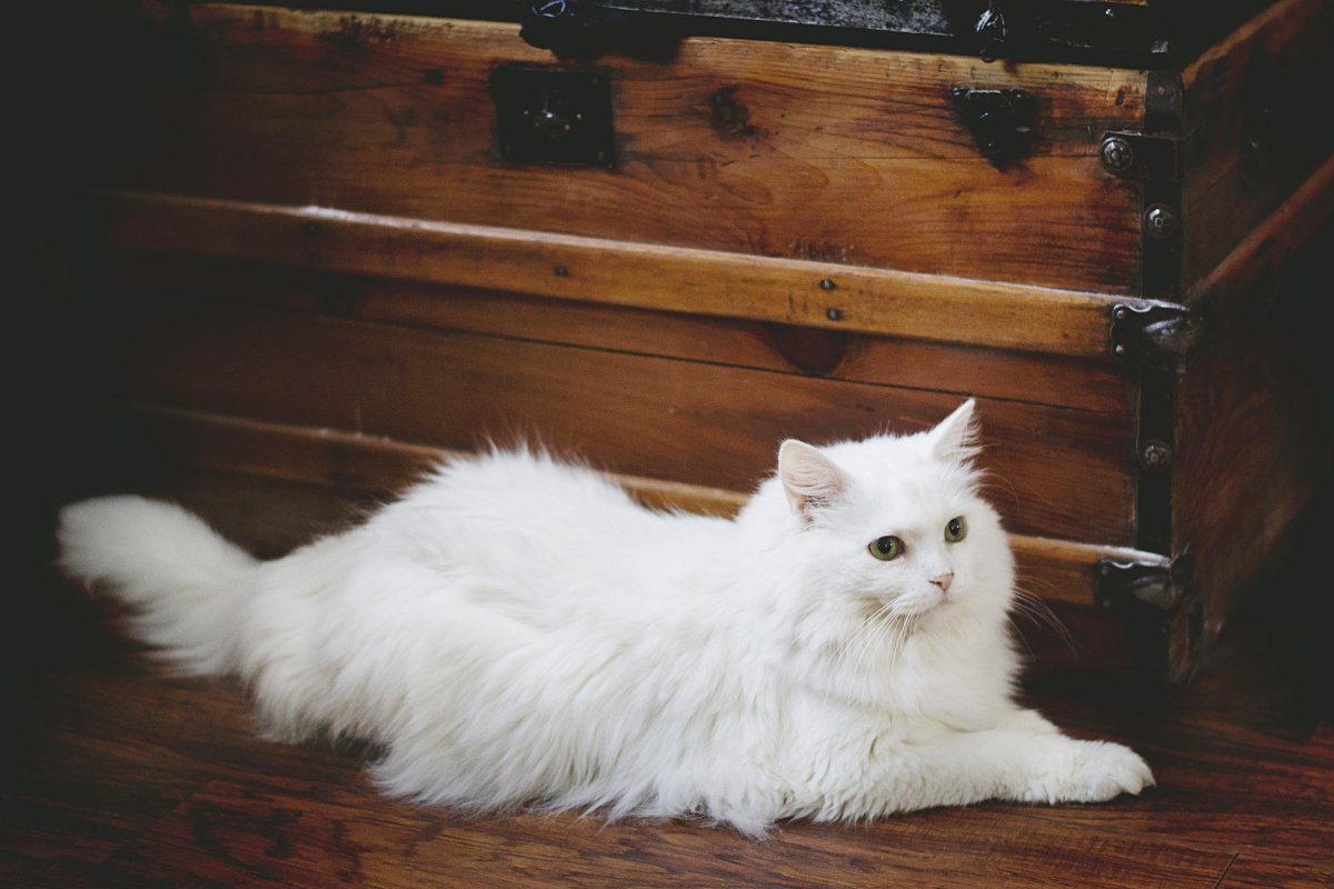 Сибирская ангорская кошка