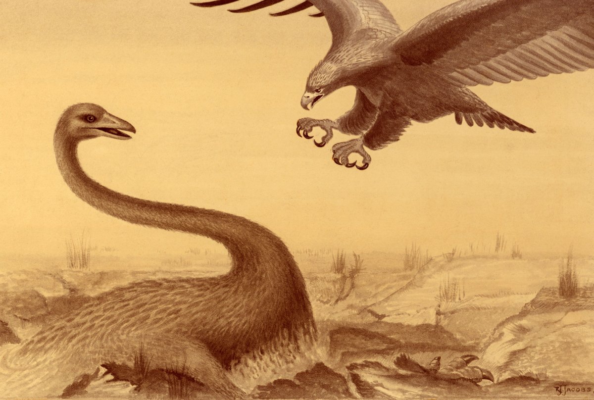 Гигантский Орел Хааста