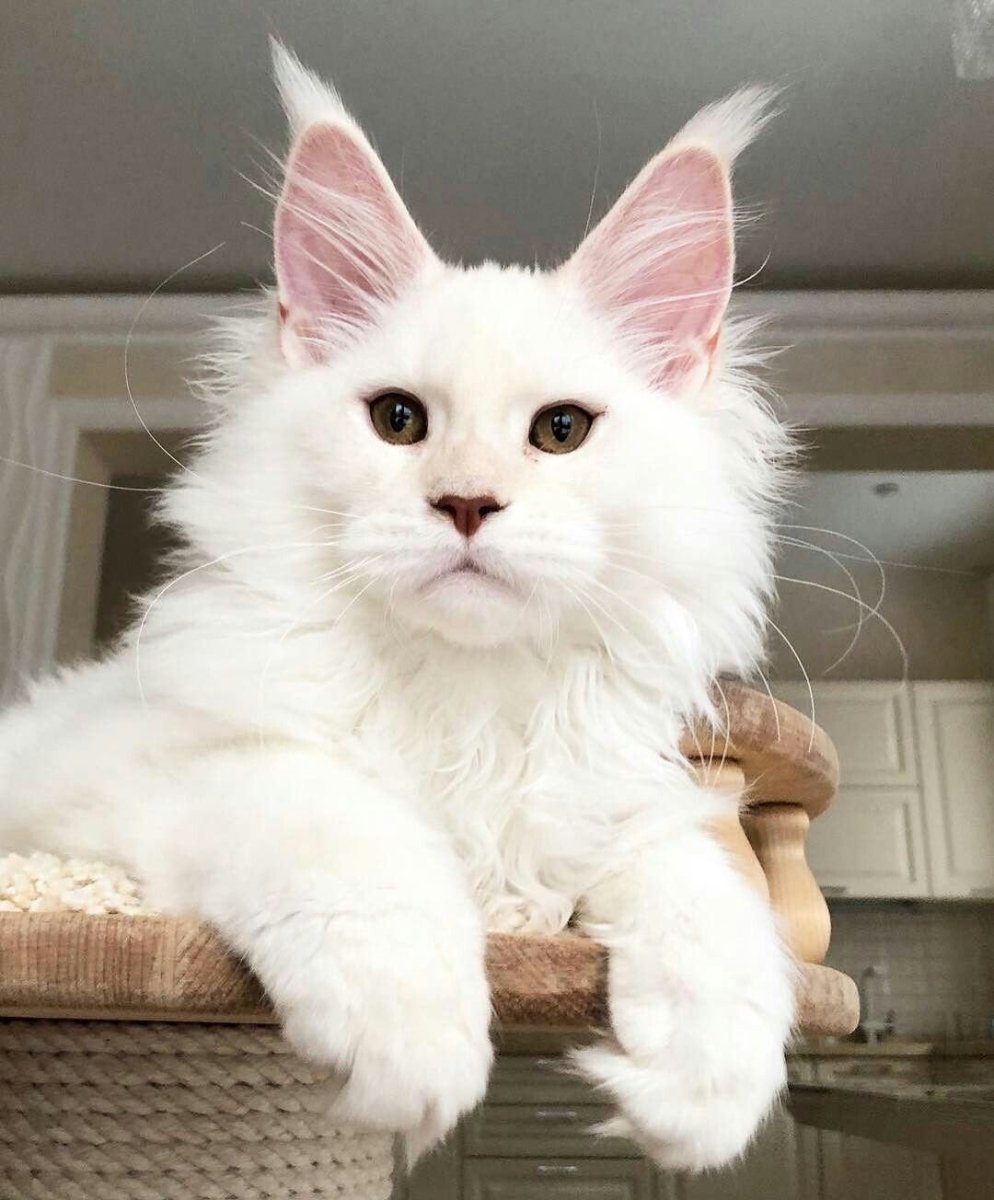 Мейн кун альбинос