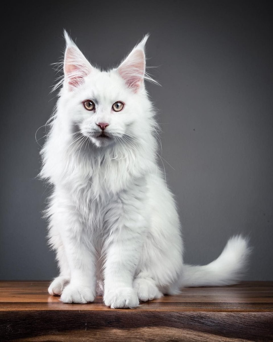 Мейн кун белый