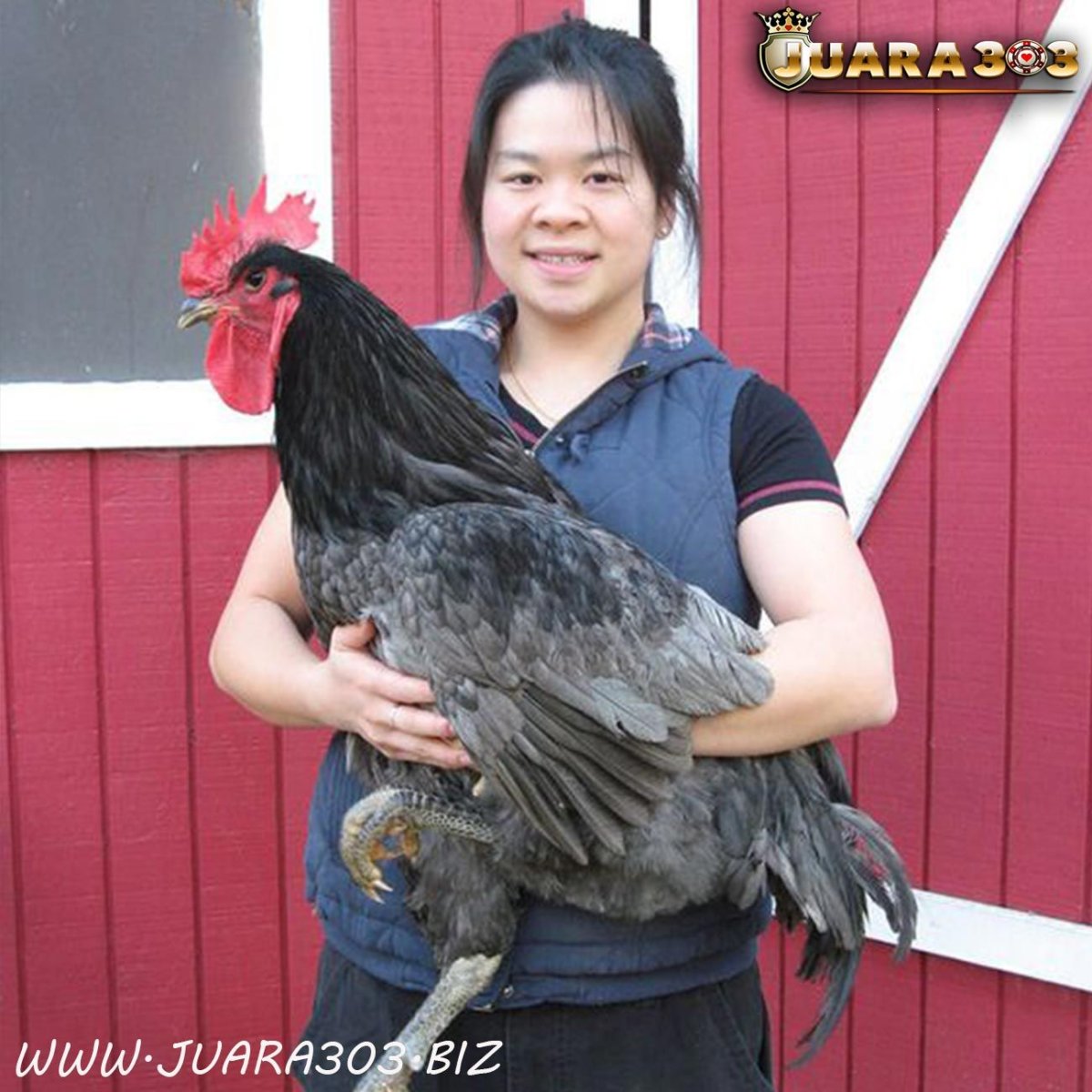 Петух Джерсийский гигант