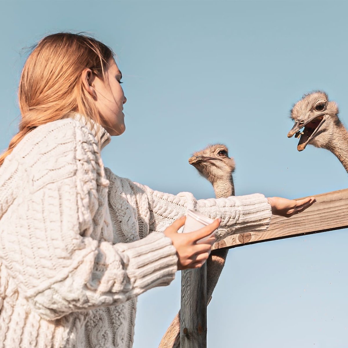 Страус ест траву